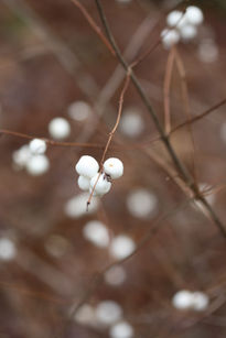 Tiny White Berries