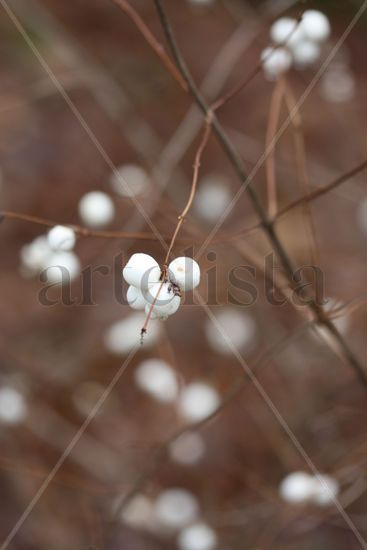 Tiny White Berries Nature Color (Digital)