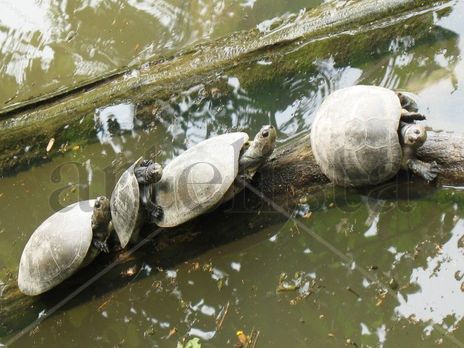 3 Tortugas
