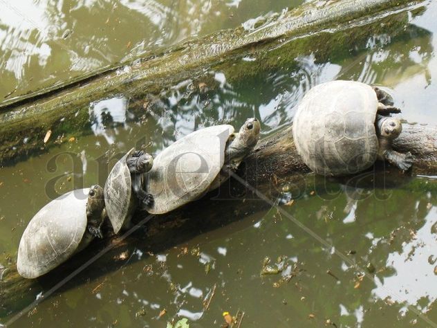 3 Tortugas