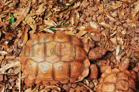 Tortuga Textura