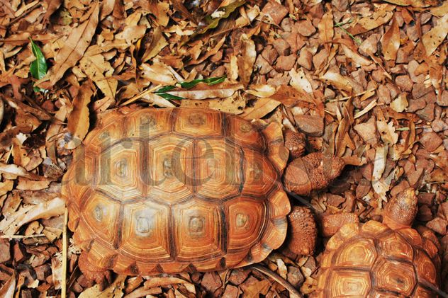 Tortuga Textura