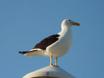 Gaviota