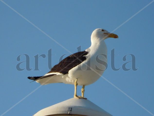 Gaviota Nature Color (Manual)