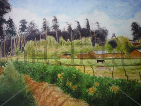 Campiña de Cajamarca