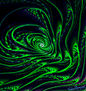 ESPIRAL  DE   ALGAS   MARINAS