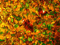 mariposas spectrales entre  hojas de  otoño