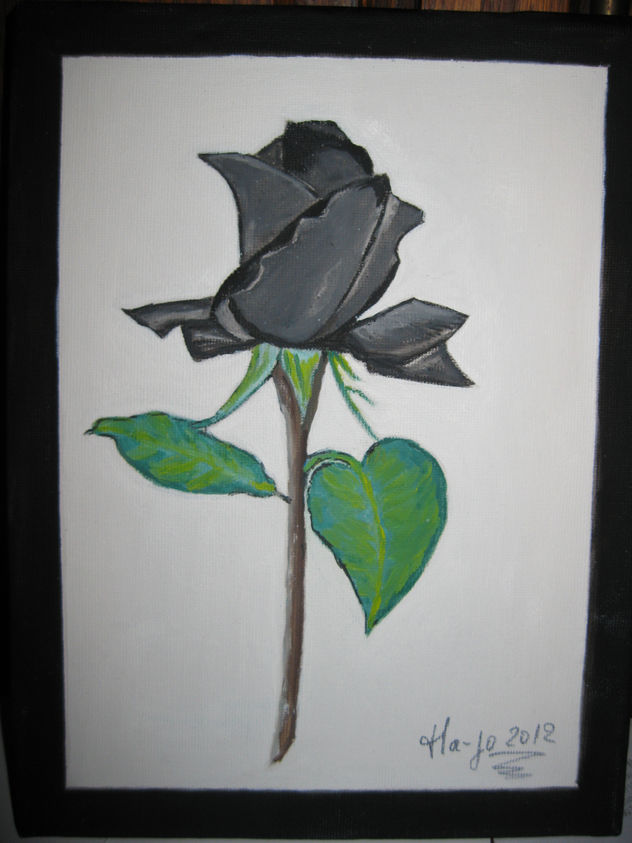 Rosa, negra, fondo, blanco,