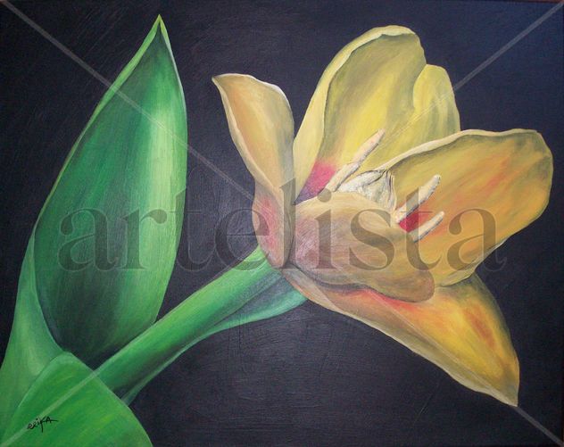 Tulipán abierto