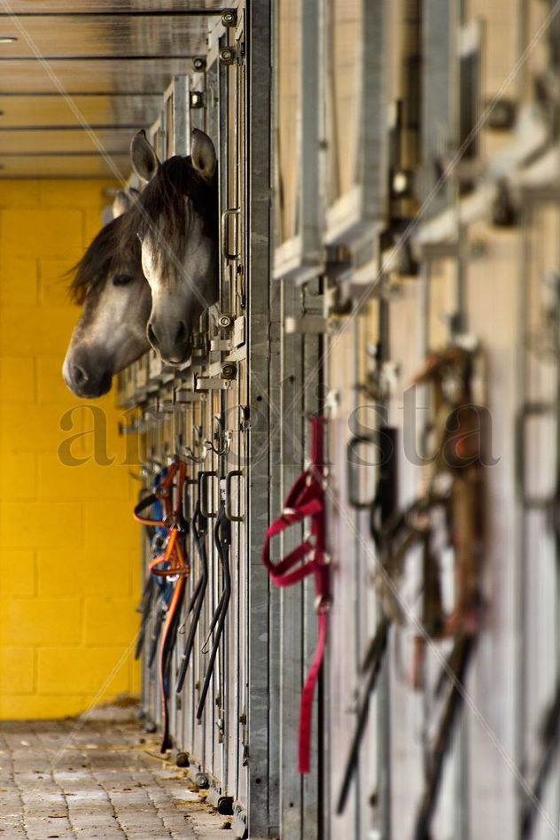 CABALLOS
