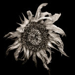 Monochromia thumbnail 1