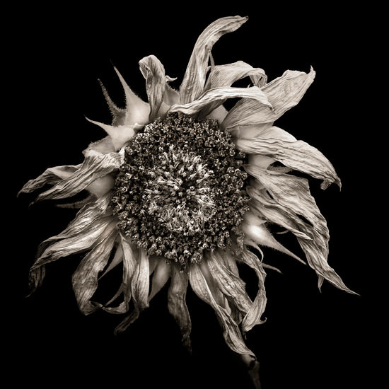 Sunflower Nature Black and White (Digital)