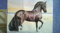 caballo .Arafat, trote y galope