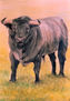 Toro 2