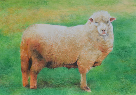 Oveja