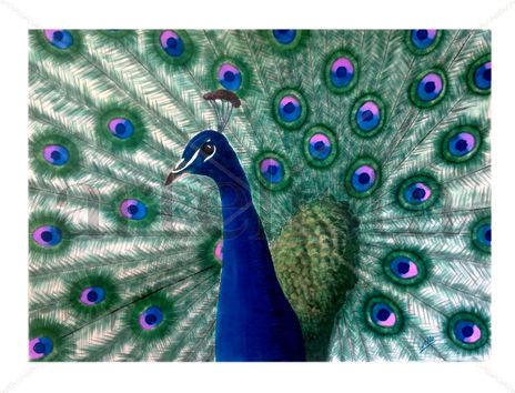 Cristatus azul