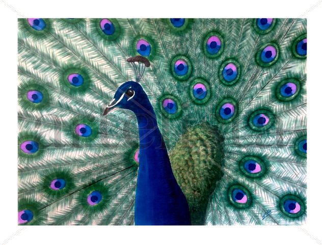 CRISTATUS AZUL