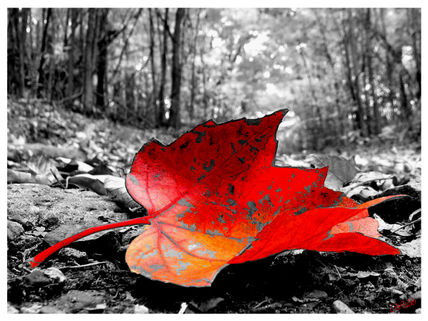 Rojo otoñal
