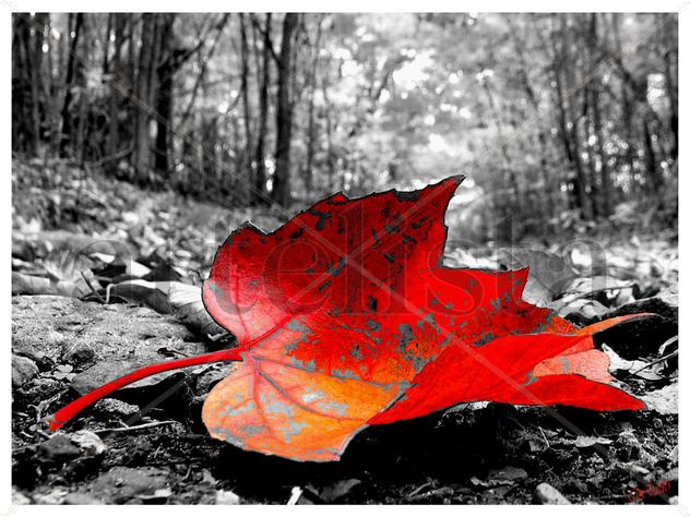 ROJO OTOÑAL