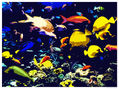 PECES TROPICALES