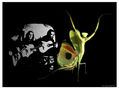 EL BAILE DE LA MANTIS