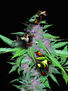 HEMP ONLY