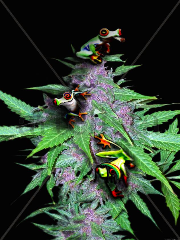HEMP ONLY