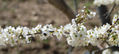 primavera
