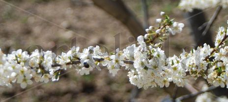 Primavera