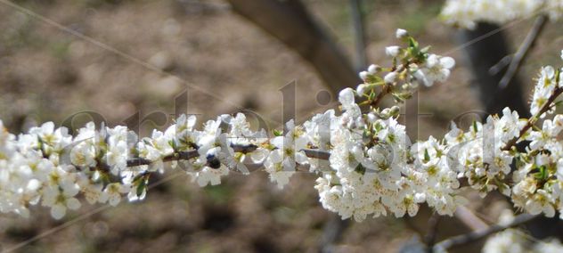primavera