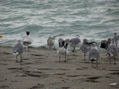 gaviotas