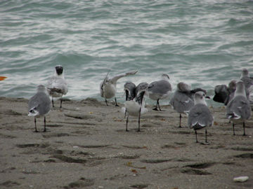 Gaviotas