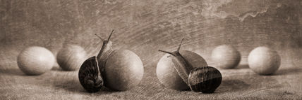 Dos caracoles y...