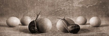 Dos caracoles y...