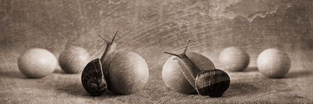 dos caracoles y seis huevos