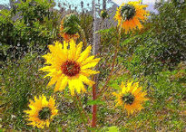 Girasoles en el Valle