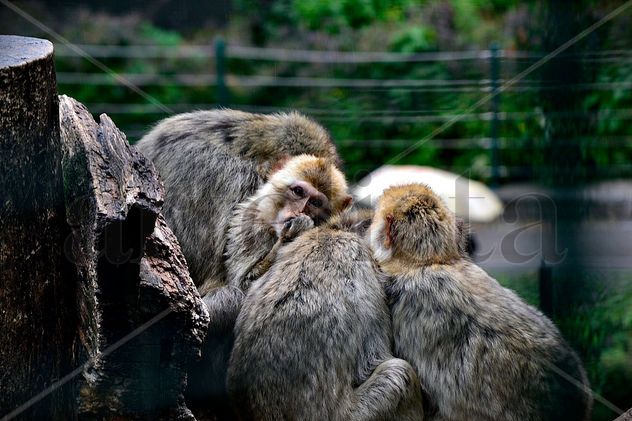 Homo sapiens en el zoo.