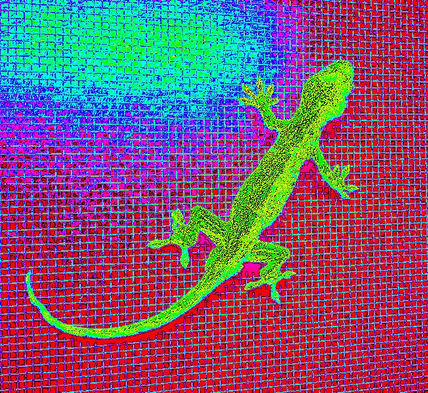 Gekko