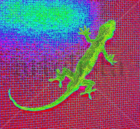 Gekko
