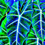 ALOCASIA 1