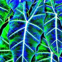 Alocasia 1