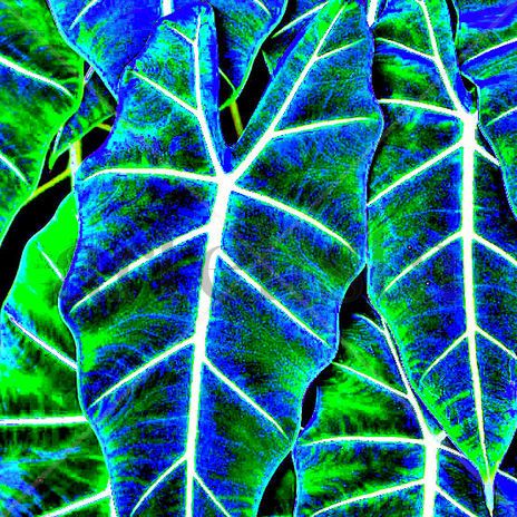 Alocasia 1