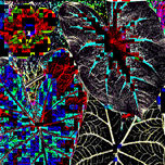 FLORES de PANAMA thumbnail 2