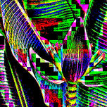 FLORES de PANAMA thumbnail 1
