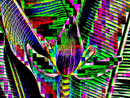 Banana plant