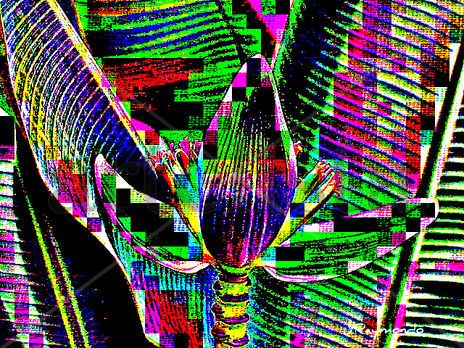 Banana plant
