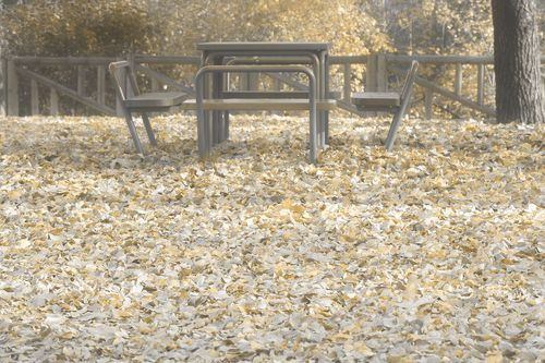 Alfombra