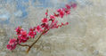 Almendros rosas en flor.