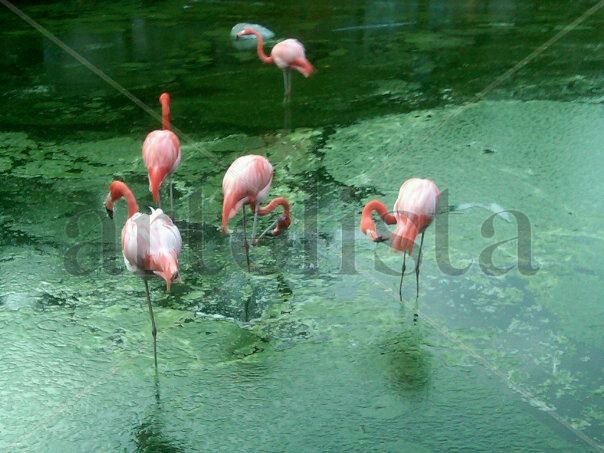 flamencos
