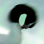AVES thumbnail 2
